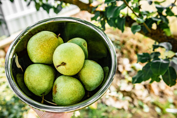 Gardener holding bowl full of pears in summer garden.