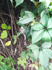 The common cross spider (Araneus diadematus) is a spider on a web in its natural environment