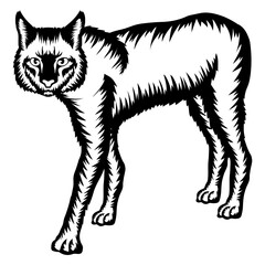 Bobcat