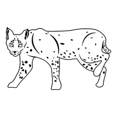 Bobcat
