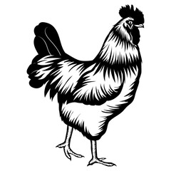 Brahma Rooster Rooster