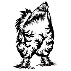 Brahma Rooster Rooster