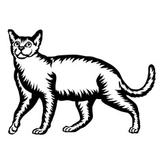 Burmese Cat