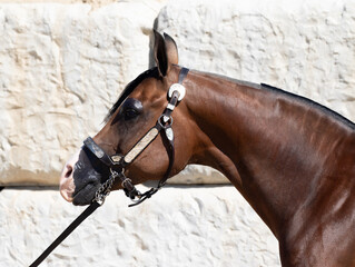 horse portrait