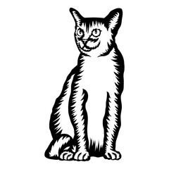 Burmese Cat