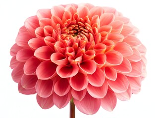 Vibrant Coral Pink Dahlia Bloom with Intricate Petal Layers on Clean White Background