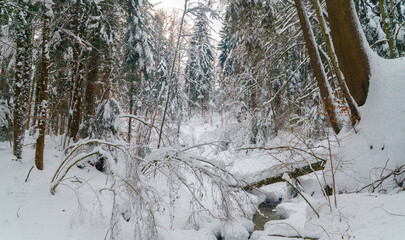Winter in a forest in the German Alps in the bavarian Allg&auml;u