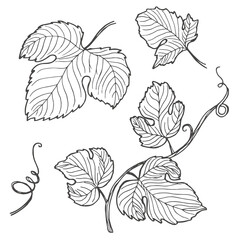 Leaf vine. Grape leaves. Hand-drawn illustration. Vector set.