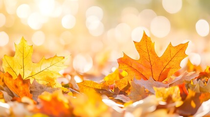 Fototapeta premium Golden Autumn Leaves Closeup, Sunlit Background