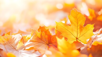 Fototapeta premium Golden Autumn Leaves, Warm Sunlight, Nature Background
