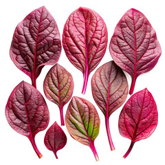 Obraz premium Nine red spinach leaves are arranged on a white background, showing their vibrant colors and detailed veins