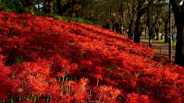 Sunset of Red spider lilies (Lycoris radiata)at Satte's&nbsp;Gongendo Park in Saitama Prefecture