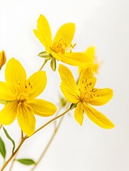 Obraz premium Vibrant Yellow Wildflowers in Full Bloom with Delicate Petals and Vivid Stamens on a Minimal White Background