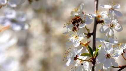 Sunny day, blooming garden and bumblebee