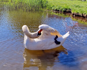 A swan on a lake cleans its feathers, gracefully twisting under its wing.