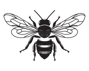 Obraz premium Vintage Black and White Vector Illustration of a Honeybee in Engraved Style hand-drawn