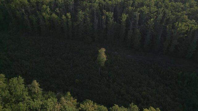 sigle tree in the forest, aerial