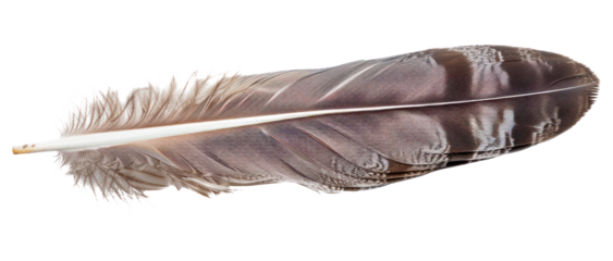 PNG Detailed brown feather isolated