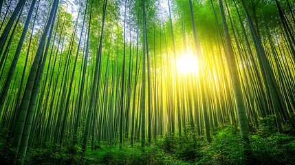 Fototapeta premium A lush bamboo forest with tall stalks reaching towards the sky and soft sunlight filtering through