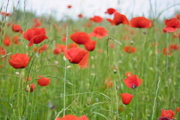 Corn poppy in a cornfield with red petals. Red splashes of color in green surroundings
