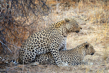 Breeding pair of leopards, couple of male and female leopards mating in Namibia, Africa