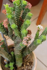 suculenta