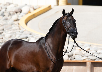 Arabian horse