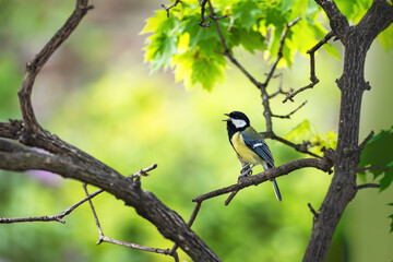 Blue tit small bird sitting on a tree branch