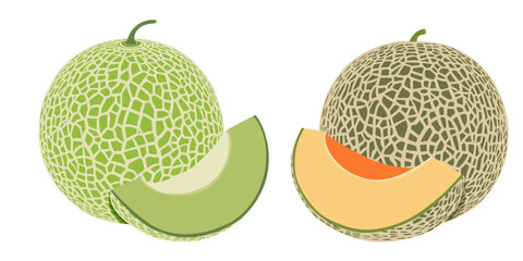 Cantaloupe melon, fruit vector illustration 10