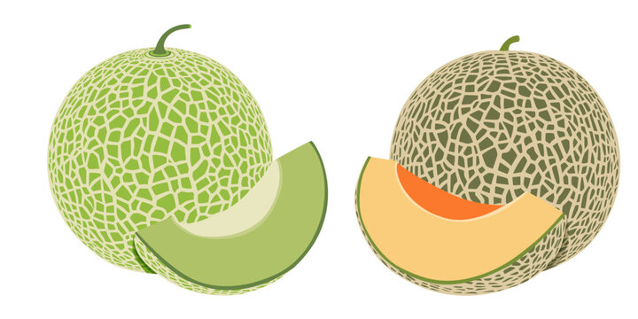 Cantaloupe melon, fruit vector illustration 10