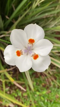African iris, Fortnight lily or Morea iris (Dietes iridioides)