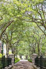 Treelined streets of Charleston, South Carolina