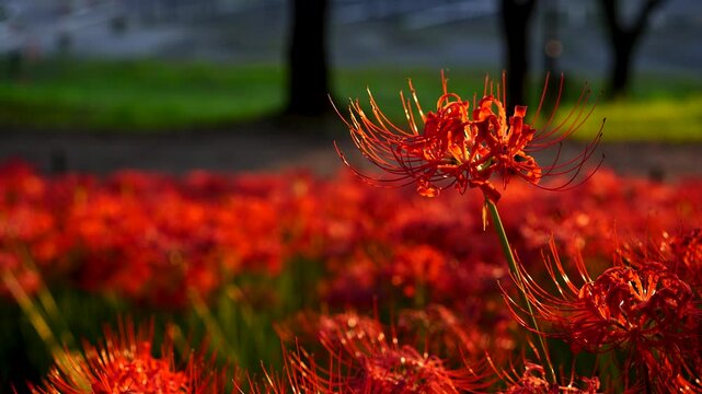 Sunset glow on red spider lilies