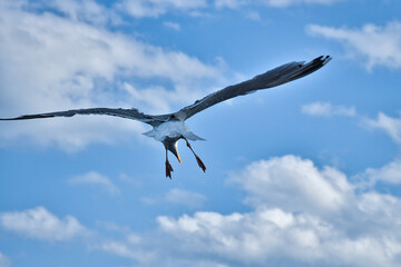 Seagull flying in the sky. White clouds in the background. Bird from the coast.