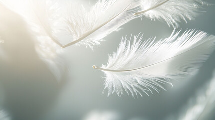 Floating white feathers create serene and delicate atmosphere, softly illuminated against light background.