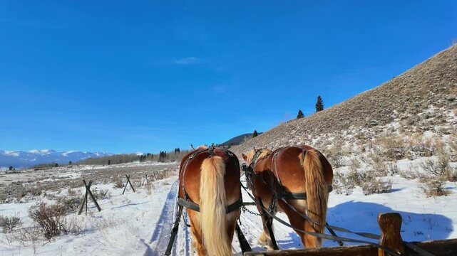 Draft Horses Pulling Sleigh in Montana Through Sage Brush