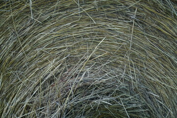 Bale of hay - close-up photograph