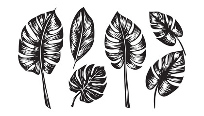 Fototapeta premium Hand-Drawn Tropical Leaves Set in Black and White with Vintage Engraved Style