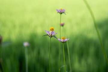 close up of flowers in garden backgrounds.