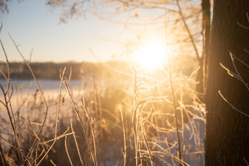 Winter landscape. Dry grass in frost in the morning sun.