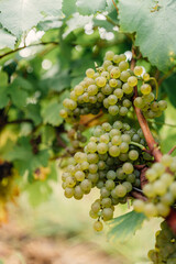 close up on grapes on a french vineyard
