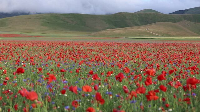 field of poppies