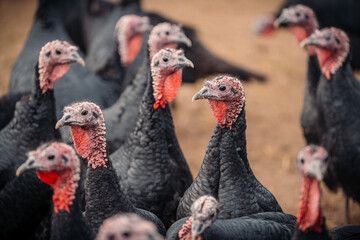 close up on a group of turkeys