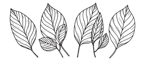 Hand-Drawn Tropical Leaves Sketch in Black and White with Detailed Linework and Vintage Style
