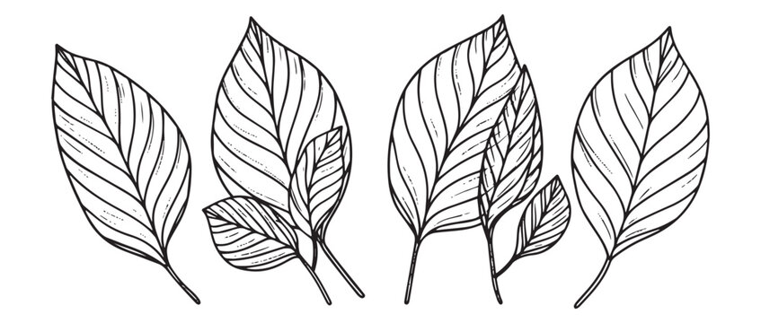 Hand-Drawn Tropical Leaves Sketch in Black and White with Detailed Linework and Vintage Style