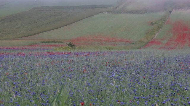 field of poppies