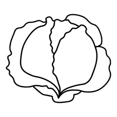 Cabbage Outline