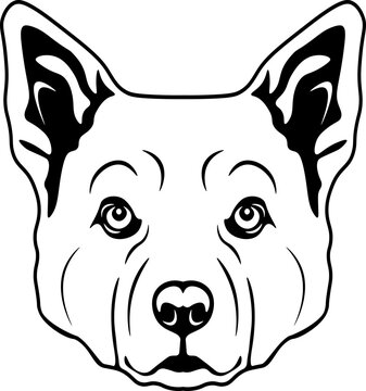 "Canaan Dog" Images – Browse 314 Stock Photos, Vectors, and Video