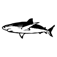 Caribbean Reef Shark