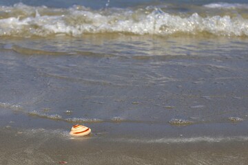 Seashells on the beach, sea sponges and waves crashing onto the shore.